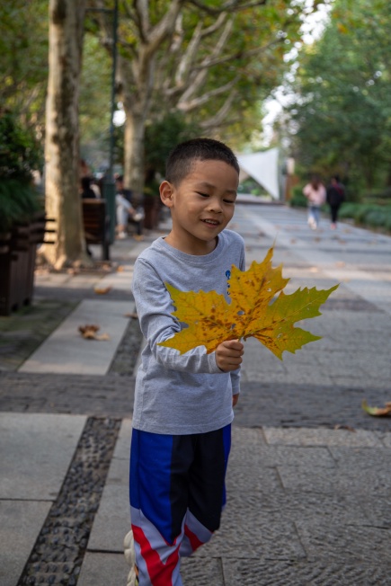 这就是梧桐树啦